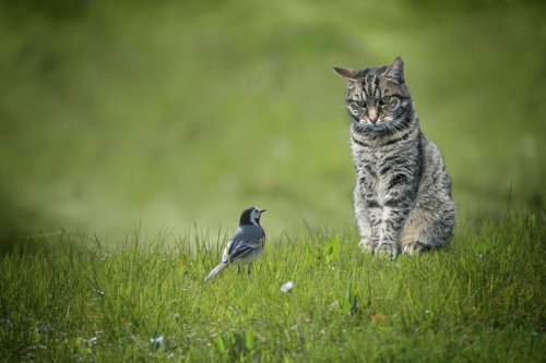 First Introduced To Australia In 1788, This Invasive Species Now Kills Over A Million Birds A Day