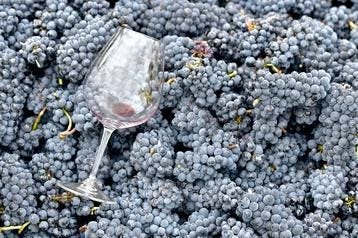 The Best West Coast Pinot Noir Wines, According To The Top Wine Competitions