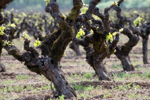 The Wine Area In California With The Most Old Vines Makes Concentrated Reds But Also Unique White Wines