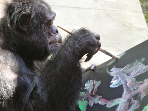 Florida Brewery Making Three Custom Beers To Celebrate Great Apes