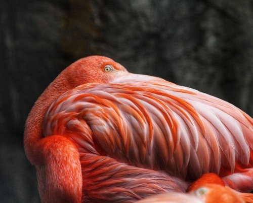 Denver Zoo Flamingos Are Named After Rockstars—And Sometimes Hug Fans
