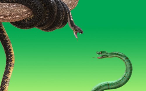 This 18-Foot Serpent’s ‘Cannibal Diet’ Will Surprise You — It’s Also The Longest Venomous Snake Alive