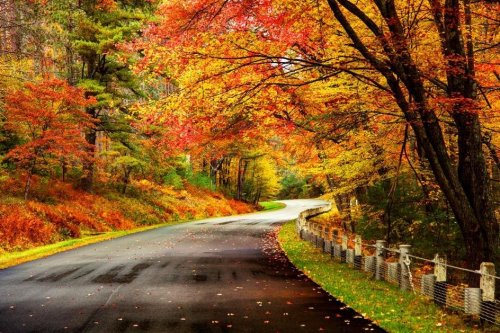 The Leaf Whisperer’s Guide To Finding Fall Foliage At Its Peak