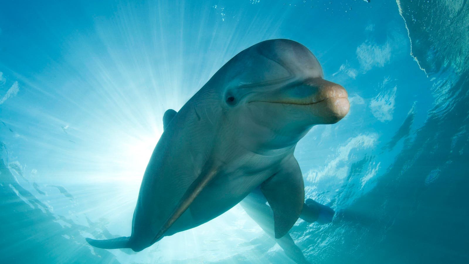 Bottlenose Dolphins Can Use Dimples Where Whiskers Used To Be To Locate Food