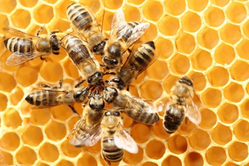 How Artificial Intelligence, IoT And Big Data Can Save The Bees