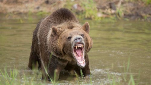 Bear Market: Dow Drops Over 1,400 Points, Ending Longest Bull Market In U.S. History