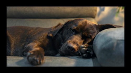 How Much Should Dogs Sleep? Here’s What The Experts Say