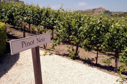 Why Pinot Noir Is Considered The “Heartbreak Grape”—And Why It’s Still Worth It