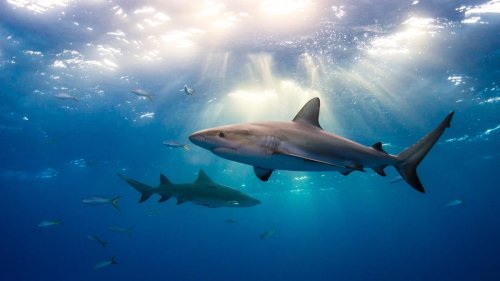 Tracking The Rising Extinction Risk Of Sharks And Rays
