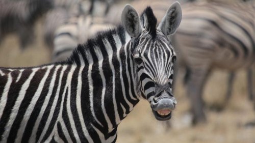 Scientists Just Solved The Mystery Of Why Zebras Have Stripes By Making Horses Wear Zebra Costumes