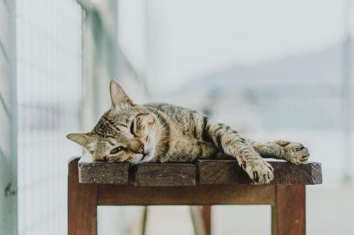 Adopter un chat : tout ce qu’il faut savoir avant