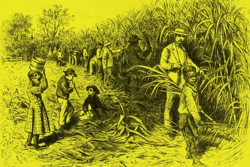 Sugar as Modern Capitalism’s Original Sin