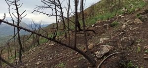 Incendi nelle province di Trapani e Palermo. Avvistati due piromani