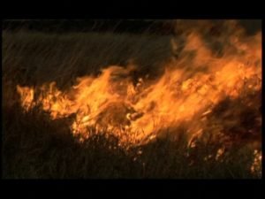 Incendi in Sicilia. La Coldiretti denuncia l’azione criminale dietro tali roghi