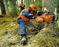 La Regione Toscana stanzia oltre 7 milioni per la manutenzione delle foreste e la lotta agli incendi