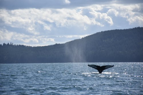 Vancouver Whale Watching Tour - Planning The Perfect Adventure - Forever Lost In Travel