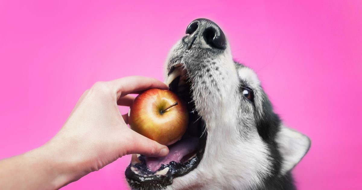 What Foods You Should Never Feed Your Dog - Forkly