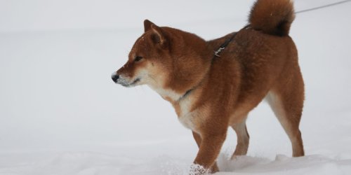 Shiba Inu surges 50% as Bitcoin and Ethereum recover—and a new blockchain project gets underway