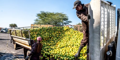 South Africa, the world’s second-largest exporter of oranges, lemons, and grapefruits, looks to peel back EU citrus restrictions it deems ‘not justified, proportionate or appropriate’