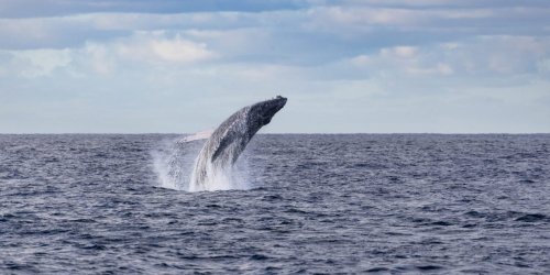 Humpback whale found in New Jersey sustained blunt force trauma and a fractured skull, reigniting concerns about offshore wind power
