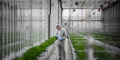 As Europe’s Cannabis Industry Opens Up, Established Canadian Companies Are Pouncing