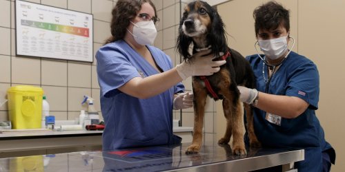 Veterinarians are turning to virtual visits to care for Fido