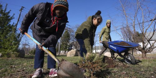 Detroit’s eastside is being turned into a forest of sequoias native to California—the world’s largest trees