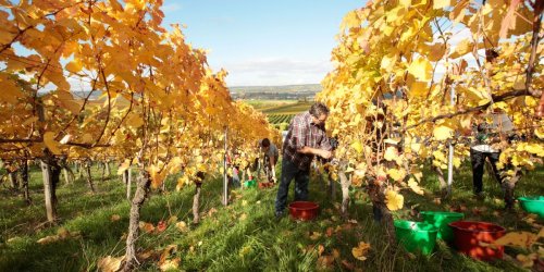 Germany Might Be Producing the Best Pinot Noirs Available Today