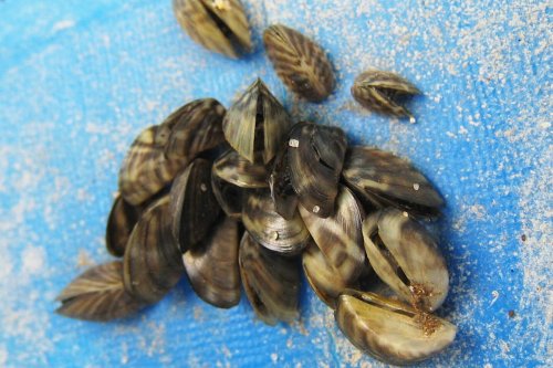 Zebra mussels found in moss balls shipped to pet stores in several states, including North Dakota