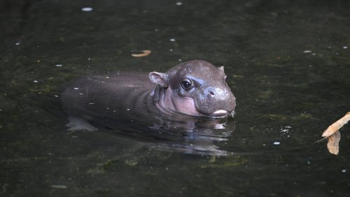 Baby hippos look like potatoes — which is why this one is named Latke