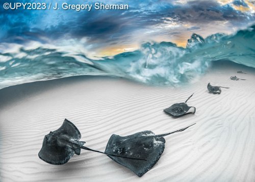 Winners of the Underwater Photographer of the Year 2023 | Fotomated
