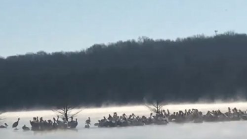 VIDEO: White Pelicans, once rare in Tennessee, flock to Percy Priest Lake