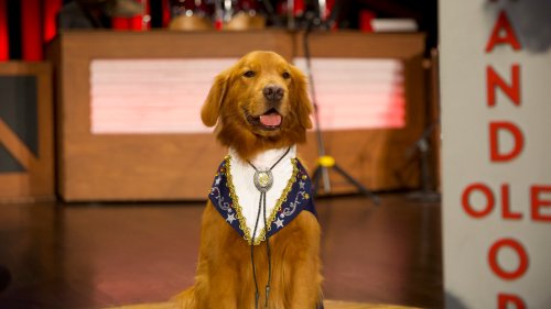Bush's Beans spokes-pup makes historic Grand Ole Opry debut