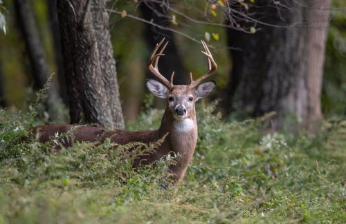 Nearly 300K deer harvested during Missouri’s hunting season