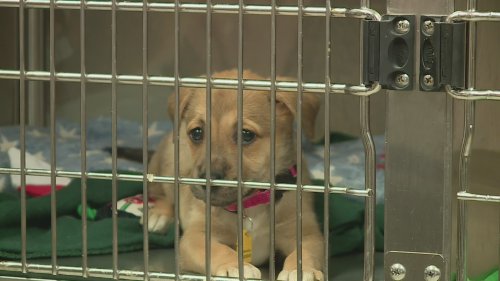 17 dogs arriving at Animal Protective Association of Missouri in Brentwood today