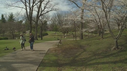 Cherry blossoms bloom at the Missouri Botanical Garden