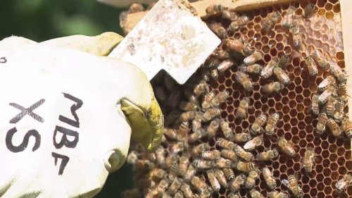 K-State professor designs app to help identify bee species