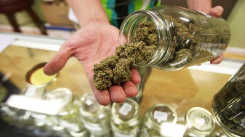 DOJ: Marijuana users are ‘dangerous to trust’