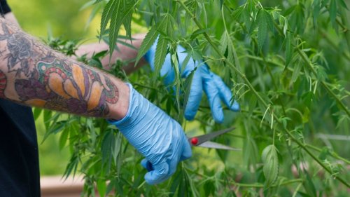 Senate aims to attach major marijuana legislation to end-of-year 'must-pass' bills: report