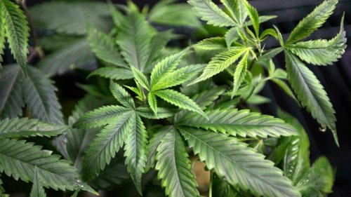 Vermont medical school delves into marijuana science