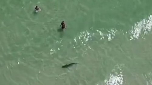 Drone Footage Shows Shark Circling Man And Small Child At Alabama Beach ...