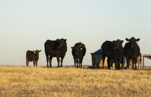 Ranchers warn disease that would ‘decimate’ the cattle industry could cross the southern border