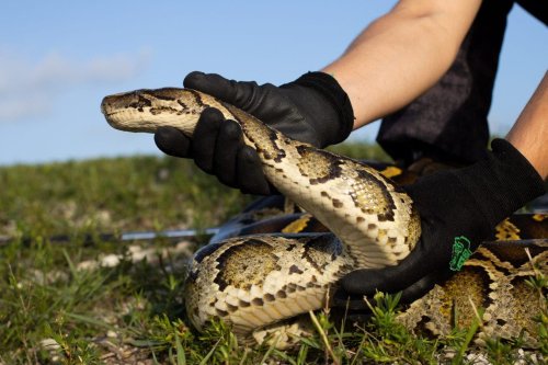 Florida 's Burmese python population explodes, and USGS says it's 'likely impossible' to eradicate them
