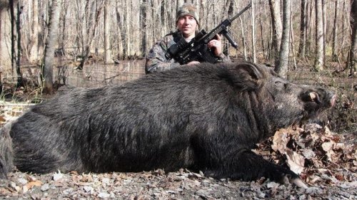 North Carolina hunter bags 500-pound wild hog