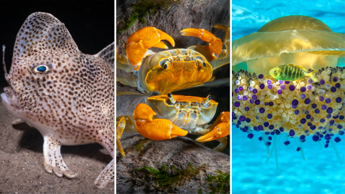 Rare spotted hand-fish among top winners of 2022 Ocean Art Underwater