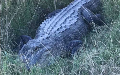 8-foot alligator attacks Louisiana sheriff's patrol car