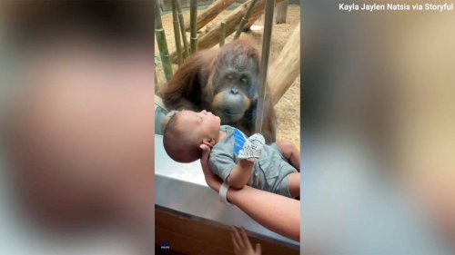 Zoo joy: Hearts melt when orangutan 'asks' to see baby through enclosure, then 'kisses' glass