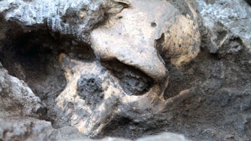 1.8-million-year-old skull shakes mankind’s family tree