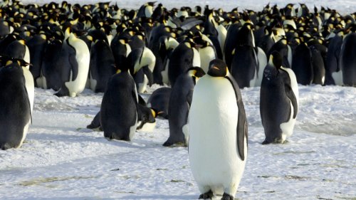 Emperor penguins at risk of extinction