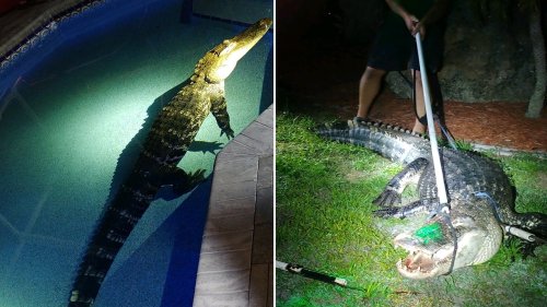 Florida family discovers giant alligator 'taking a dip' in swimming pool